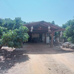 ขายที่ดินเชียงดาว