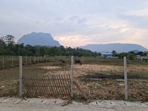 ขายที่ดินเชียงดาว