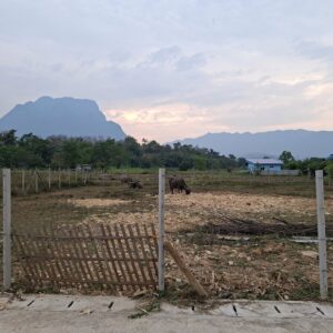 ขายที่ดินเชียงดาว
