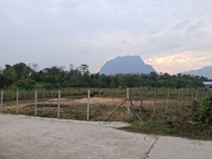 ขายที่ดินเชียงดาว