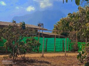 ขายที่ดิน-4-ไร่-สวนลำไย-ใกล้โรงพยาบาลเชียงดาว