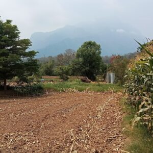 ที่ดินเชียงดาวว